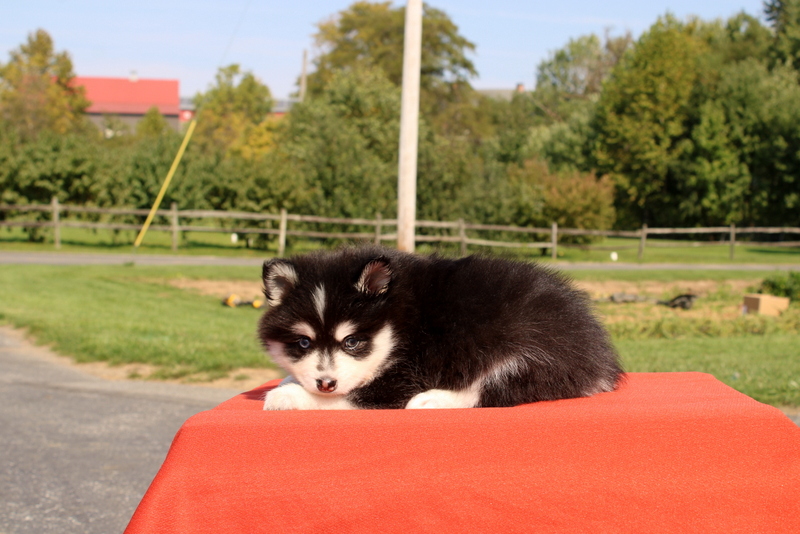 puppy, for, sale, Pomsky, Matthew B. Stoltzfus, dog, breeder, Gap, PA, dog-breeder, puppy-for-sale, forsale, nearby, find, puppyfind, locator, puppylocator, aca